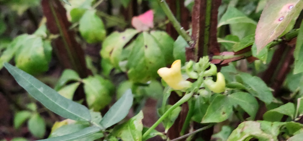 온두라스흰박쥐 20250906_185121.jpg