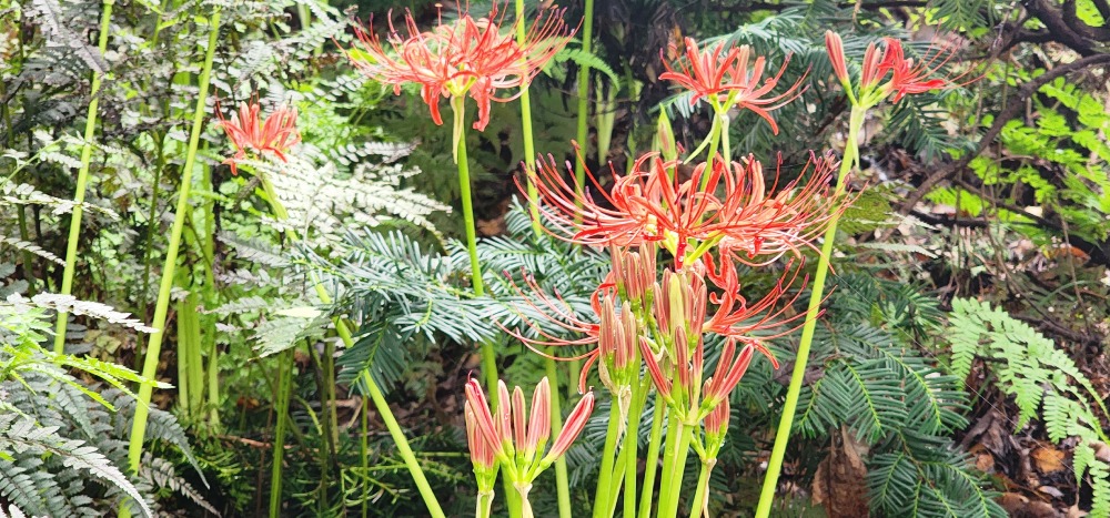 20250920_132645 석산(꽃무릇).jpg