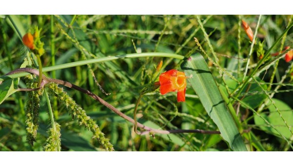 20250920_165103 카나리아벨.jpg