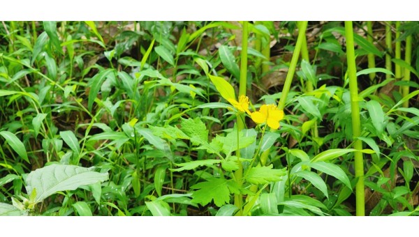 20250920_132722 동의나물.jpg