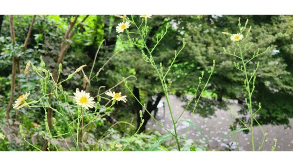 20250920_133949 캐모마일.jpg