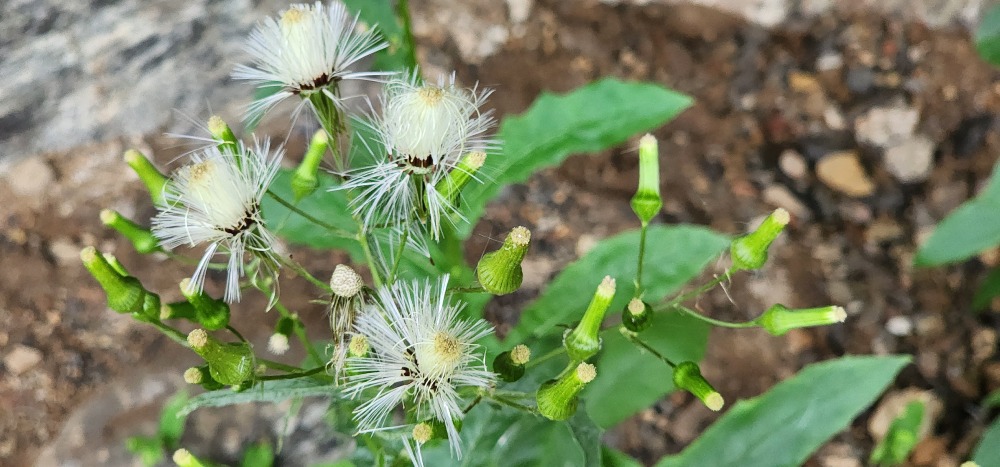 수레국화 20251005_165929.jpg