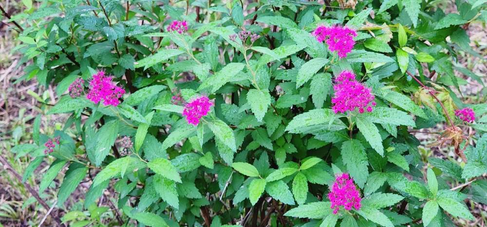 일본조팝나무 20251005_170938.jpg