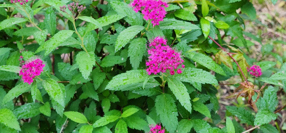 일본조팝나무 20251005_170943.jpg