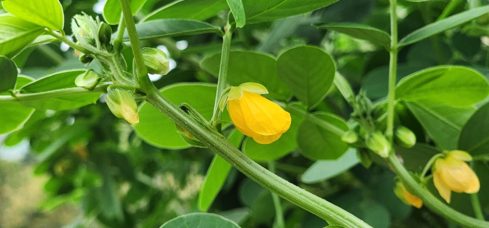 땅콩꽃2-갈산공원.jpg