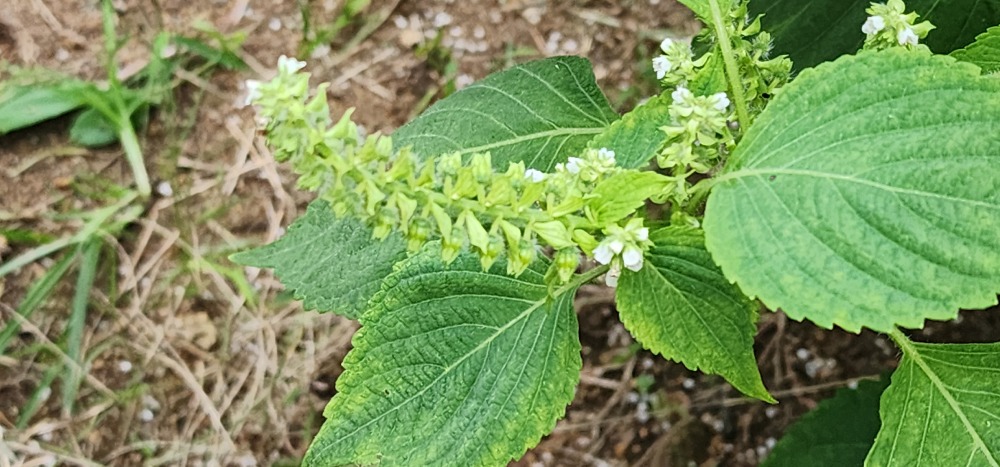 멕시칸 세이지3.jpg