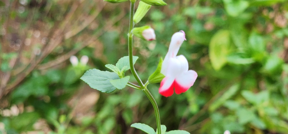핫립세이지7-갈산공원.jpg