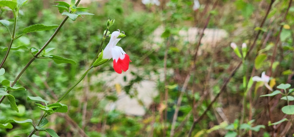 핫립세이지8-갈산공원.jpg