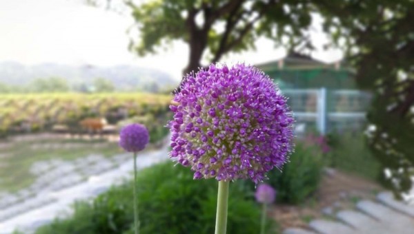 알리움(페르시안 양파).jpg