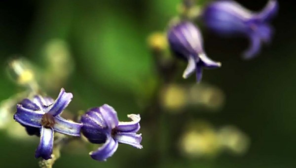 잉글리쉬 블루벨.jpg