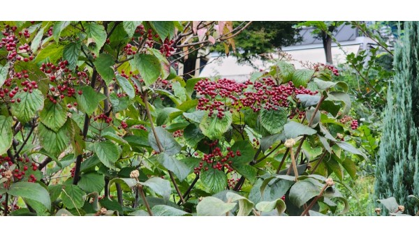 가막살나무 20251005_171737.jpg