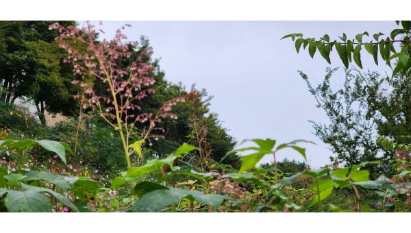 휴케라 20251005_171427.jpg