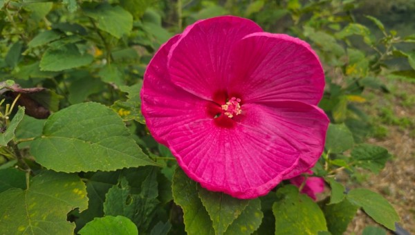 부용(미국부용) 20250915_185639947_11.jpg