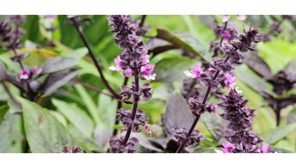 다크 오팔 바질(홀리 바질)2.jpg