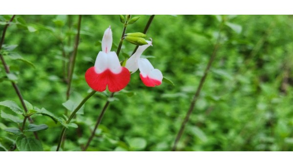 핫립세이지2-갈산공원.jpg