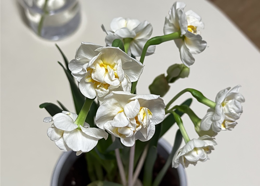 이민령-수선화 복사.jpg