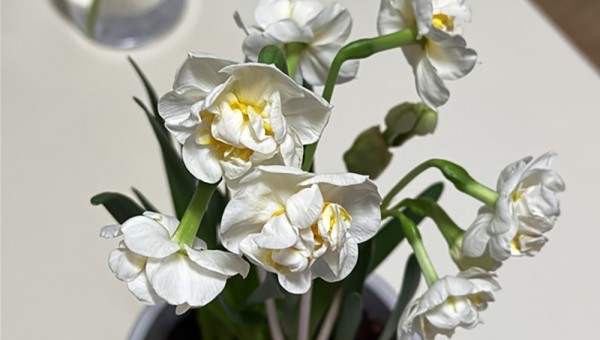 이민령-수선화 복사.jpg